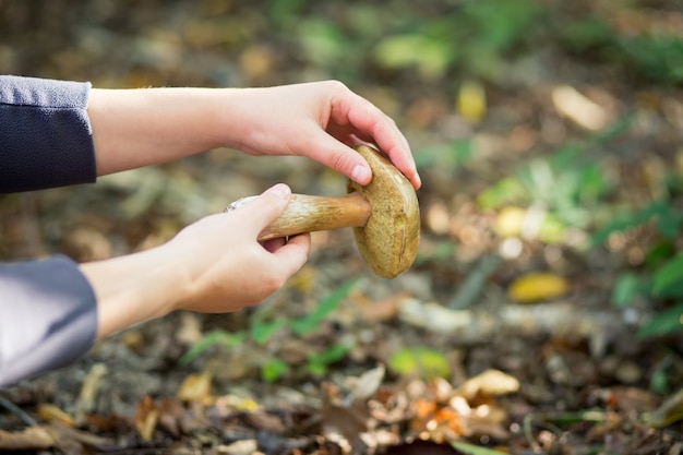 Mani della giovane donna che raccolgono funghi commestibili di strappo