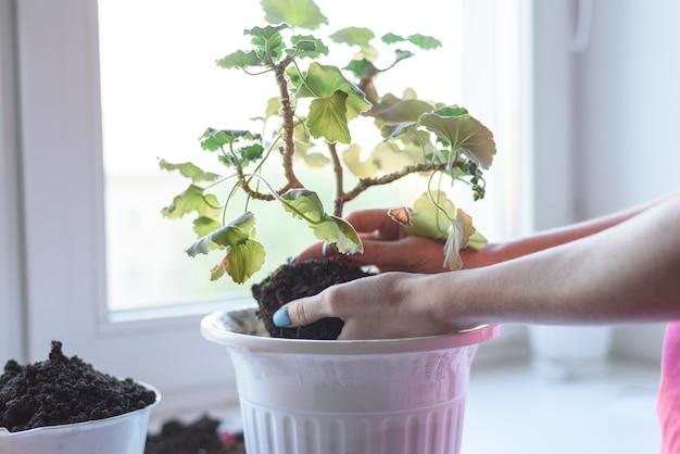 Mani delle donne che tengono il fiore di geranio con radice e terreno, trapiantando in un nuovo vaso, fertilizzante, cura delle piante di casa