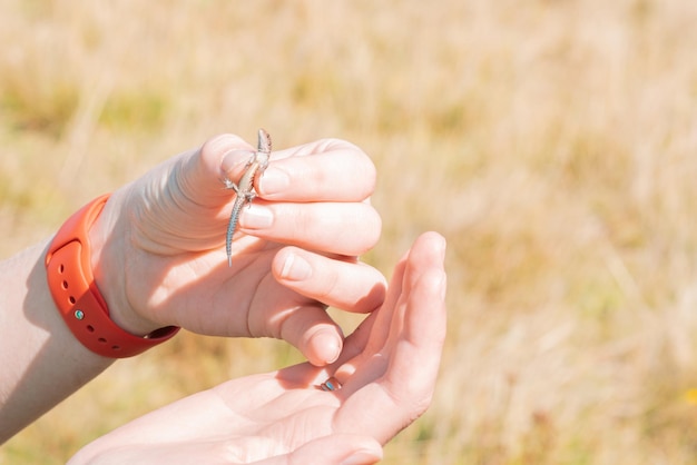 Mani delle donne che tengono una piccola lucertola all'aperto Dito umano Vita Animale selvatico Habitat Ambiente Casa Territorio Elemento Genetica Microbiologia Ecologia Genetica Botanica Pancia Addome