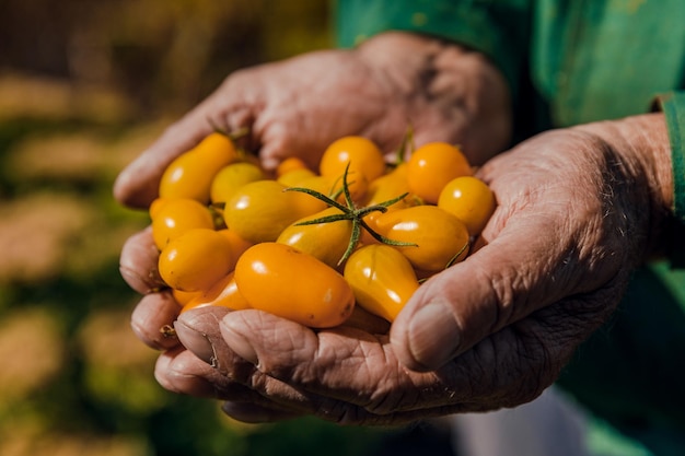 Mani di agricoltori con pomodori appena raccolti. Raccolto di pomodori.