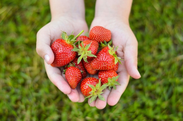 Mani di bambini che tengono fragole fresche nelle mani raccolto di fragole manciata di fragole nelle palme femminili vista superiore