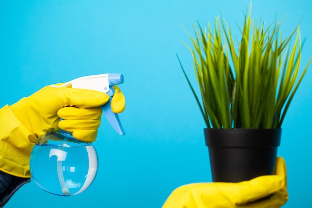 Mani di donna che spruzzano foglie di pianta verde con acqua.