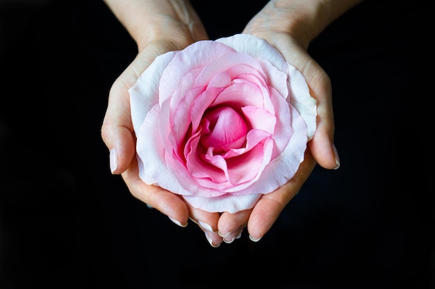 Mani di donna che tengono fiore rosa su sfondo nero