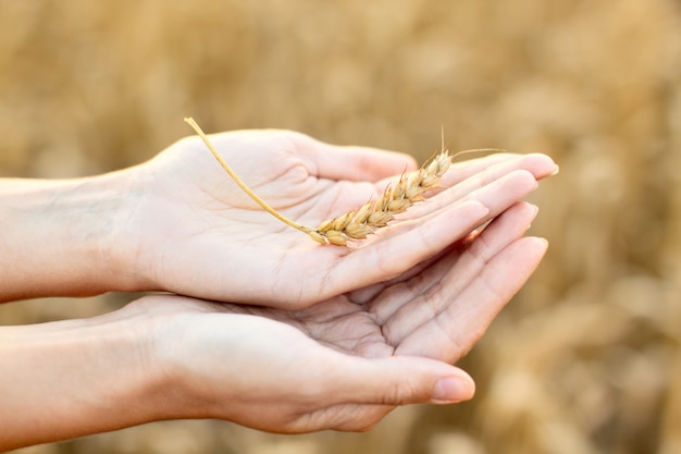 Mani di donna con spiga di grano