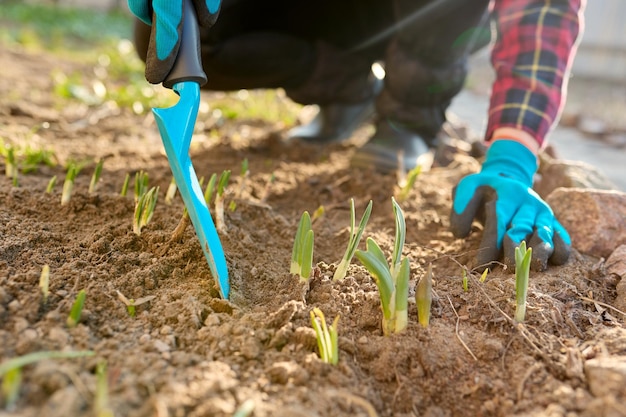 Mani di donna di giardinaggio stagionale primaverile con strumenti su un letto di fiori con fiori che germogliano