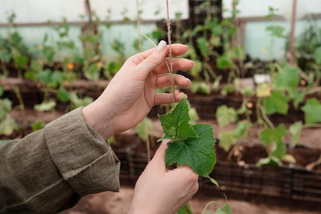 Mani di donna giardiniere che si prende cura delle piante di cetriolo in serra in estate