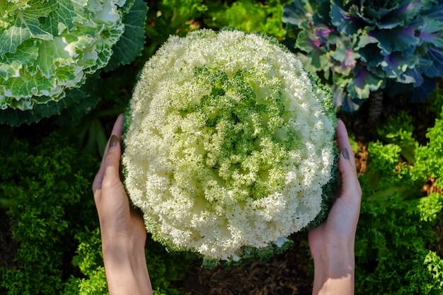 mani di donna raccolta cavolo verde lattuga in orto