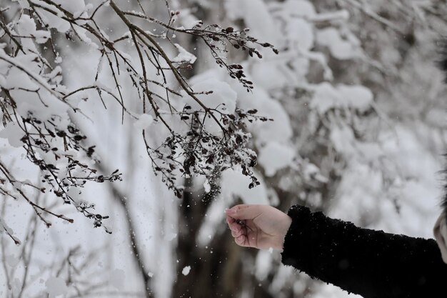 Mani di femmine che toccano un ramo di albero coperto di neve