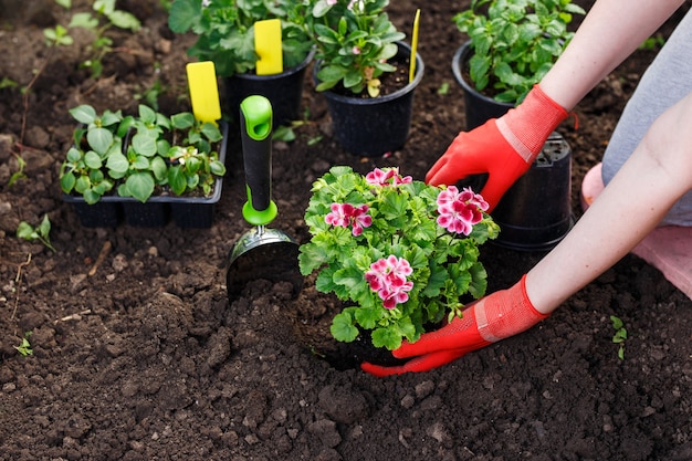 Mani di giardinieri che piantano fiori in giardino, foto ravvicinate