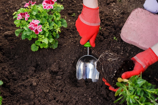 Mani di giardinieri che piantano fiori in giardino, foto ravvicinate