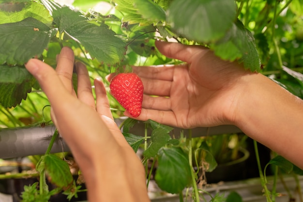 Mani di giovane giardiniere femminile o operaio di serra che tiene fragola rossa matura mentre li raccoglie durante il lavoro