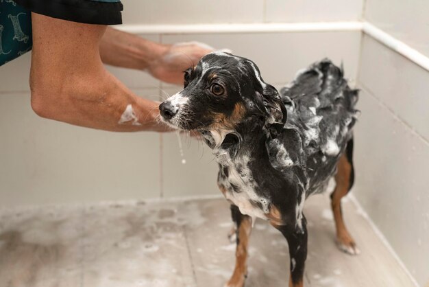 Mani di un toelettatore che lava un cane nella vasca da bagno con schiuma e bolle di sapone