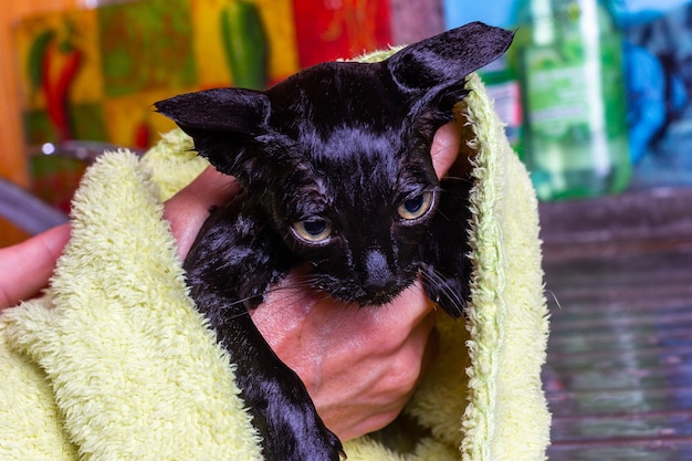 Mani di una donna che pulisce un gattino nero spaventato bagnato con un asciugamano dopo il bagno