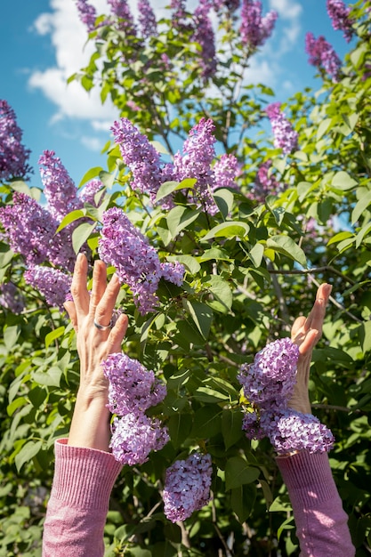 Mani di una ragazza tra un cespuglio lilla in fiore con bellissimi fiori lilla