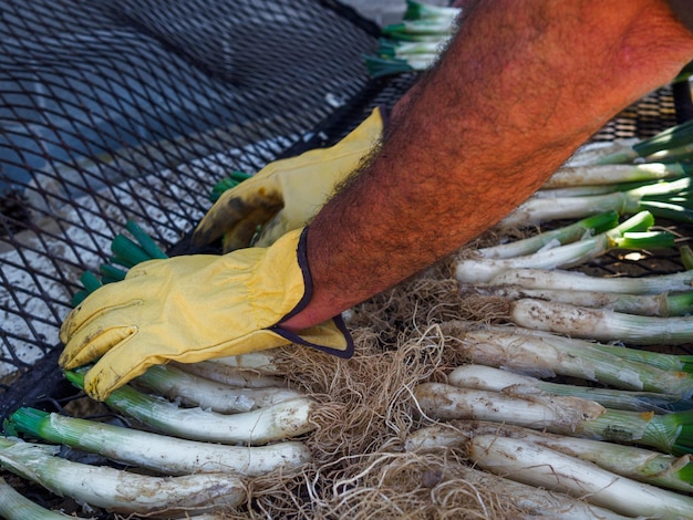 Mani di uomo che preparano calcot una giovane cipolla catalana per un barbecue