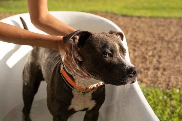 Mani di vista laterale che lavano il cane carino