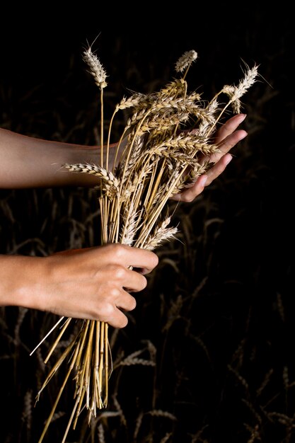 Mani e spighe di grano mature