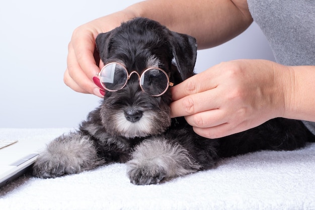 Mani femminili che mettono gli occhiali su un cane un cucciolo Il problema con la visione negli animali domestici Prendersi cura degli animali domestici