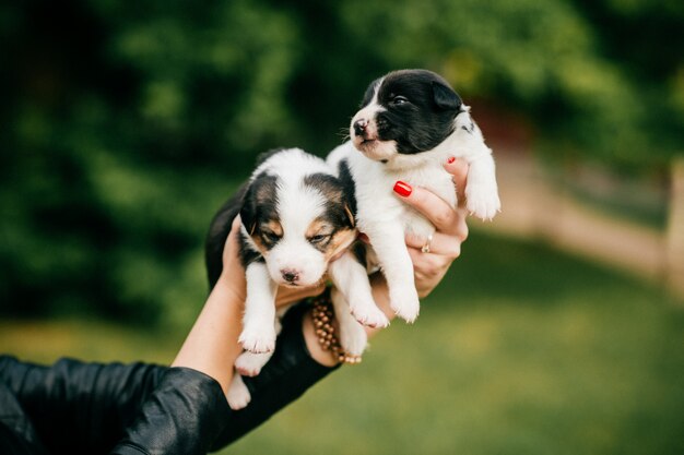 Mani femminili che tengono i cuccioli neonati alla natura