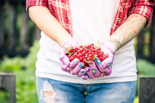 Mani femminili che tengono i frutti freschi del ribes in giardino