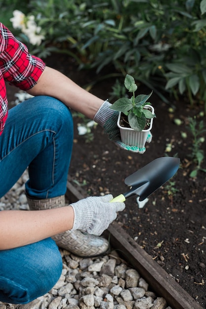 Mani femminili che tengono il terreno con una giovane pianta Piantare piantine nel terreno C'è una scapola nelle vicinanze Il concetto di conservazione della natura, agricoltura e giardinaggio