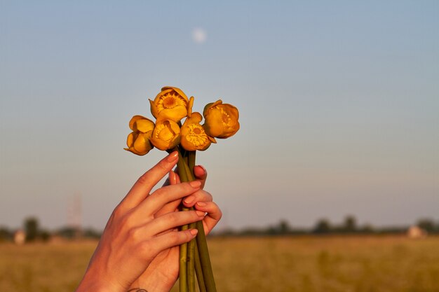 Mani femminili con bouquet di fiori di tulipano giallo. Fondo del paesaggio della natura.