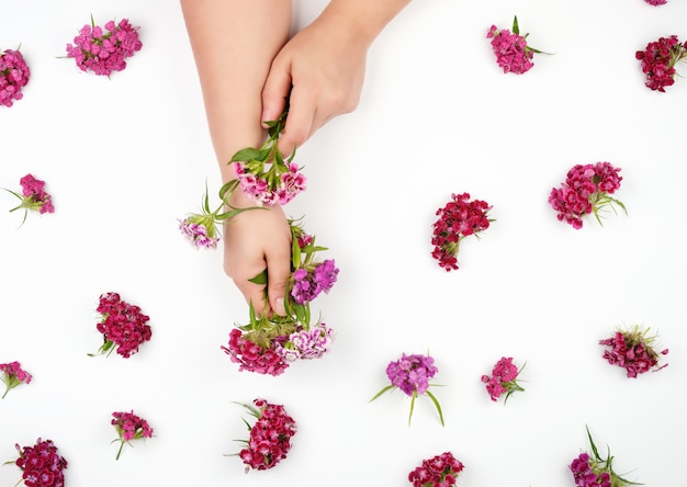 Mani femminili con pelle chiara liscia e boccioli di un garofano turco in fiore