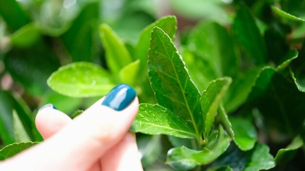 Mani femminili con smalto verde che tiene foglie tropicali