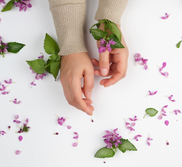 Mani femminili e piccoli fiori rosa su un fondo bianco, concetto alla moda per cura di pelle della mano