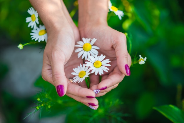 Mani femminili graziose che tengono i fiori