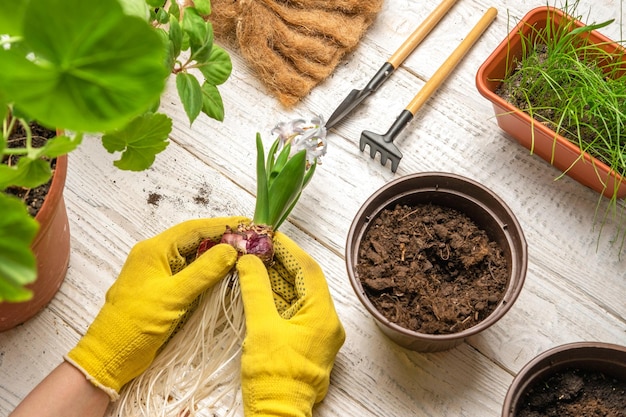 Mani femminili rinvasare piante d'appartamento Vista dall'alto del giardiniere tiene in mano un germoglio di giacinto viola Strumenti di giardinaggio Piante e terreno su tavolo di legno bianco Cura delle piante in vaso a casa Giungla urbana Cura