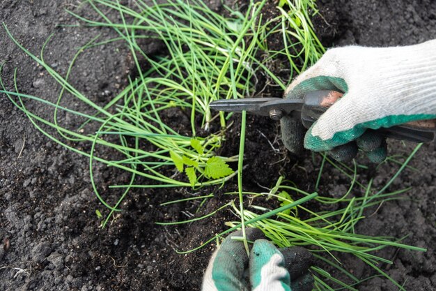 Mani guantate che tagliano i germogli verdi con le pinze Cura delle piante Coltivazione delle piante Lavori agricoli Lavori stagionali in giardino