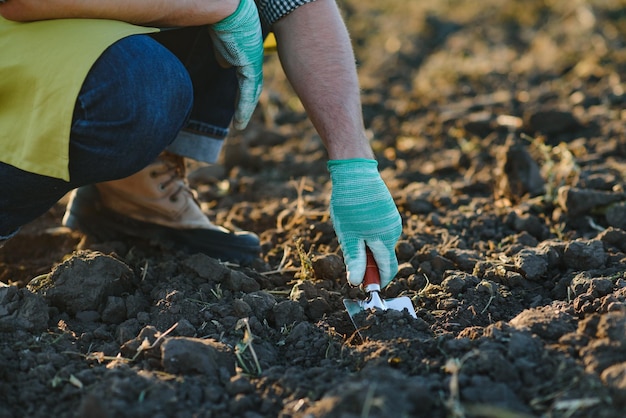 Mani guantate e pale spalano il terreno Una mano in un guanto da giardinaggio bianco funziona con uno strumento