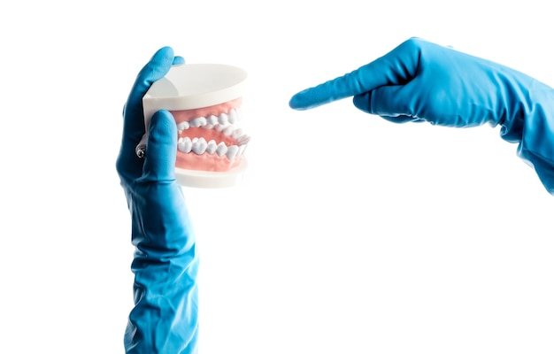 Mani in guanti blu che tengono il modello di denti dentali isolato su sfondo bianco