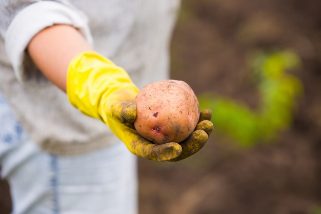 Mani in guanti che tengono grandi patate raccolte sporche