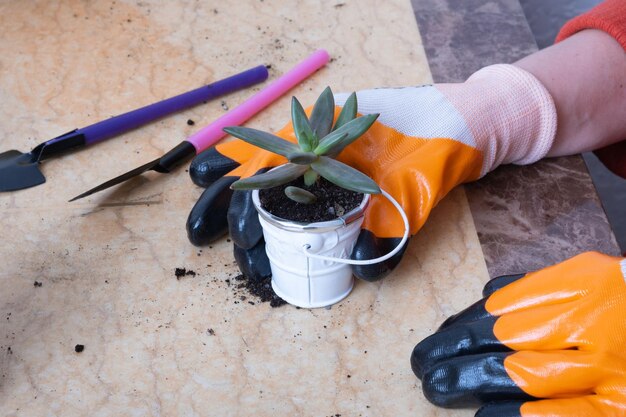 Mani in guanti da giardino che piantano piante grasse in nuovi vasi di fiori Il processo di semina domestica