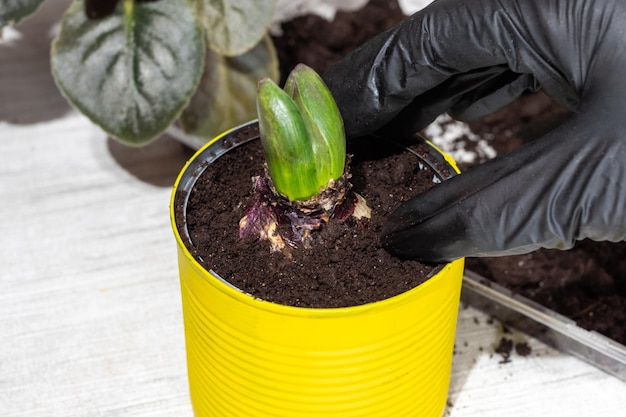 Mani in guanti neri piantano una pianta in un vaso dipinto Cura delle piante d'appartamento Trapianto di fiori da interno