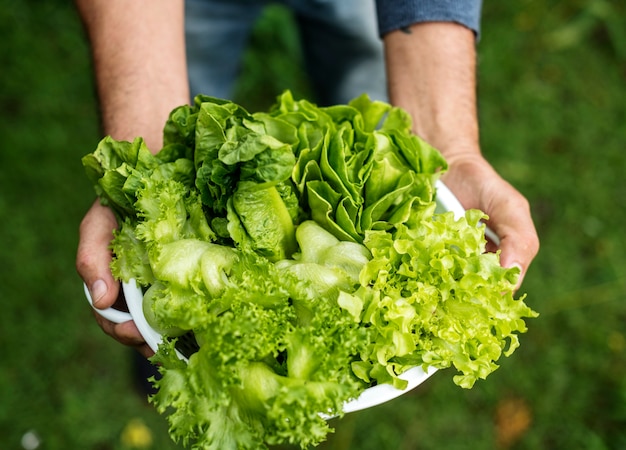 Mani in possesso di insalata mista vegetale prodotti biologici da fattoria