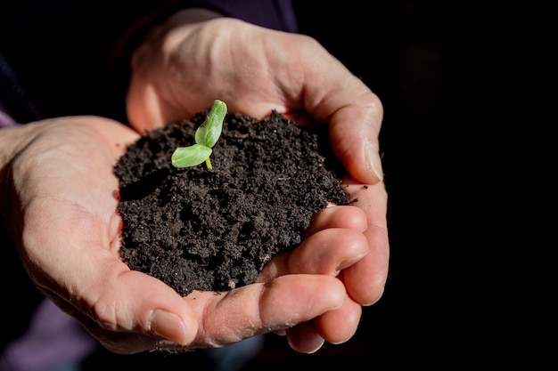 Mani maschii che tengono plantula. Concetto di ecologia Mani che tengono il terreno con il giovane albero. Giornata della Terra Le piantine crescono nel terreno Piantando alberi per ridurre il riscaldamento globale Nuove piante che spuntano dal terreno