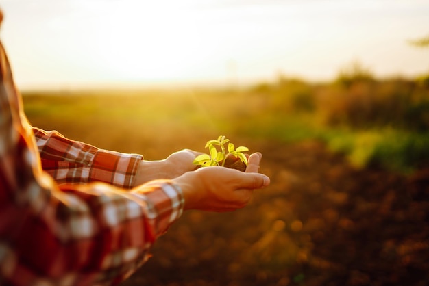 Mani maschili che toccano il terreno sul campo Mano esperta dell'agricoltore che controlla la salute del suolo prima della crescita del seme