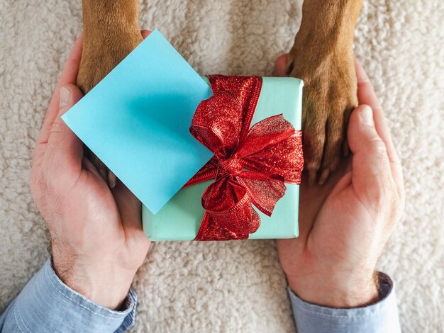 Mani maschili delle zampe del cane e confezione regalo