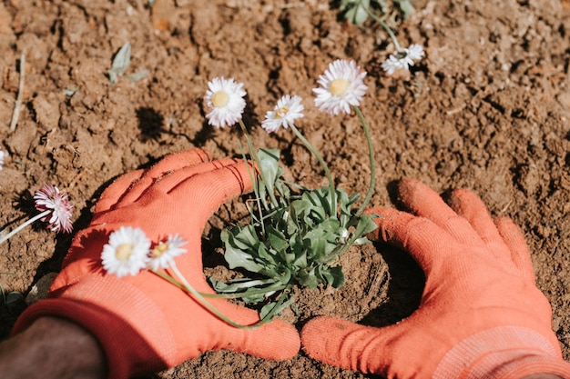 Mani maschili in guanti rossi di giovane uomo maturo giardiniere e contadino pianta fiori di campo margherita nella sua fattoria suburbana nel villaggio di campagna vicino casa giardinaggio e decorazione terra vista dall'alto