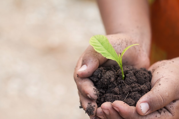 mani, presa a terra, giovane, pianta. Concetto di ecologia