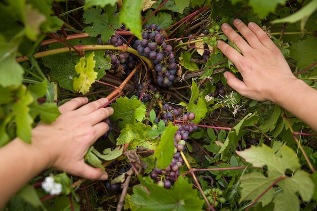 Mani ragazze che spingono le foglie della vite e mostrano grappoli di uva biologica blu
