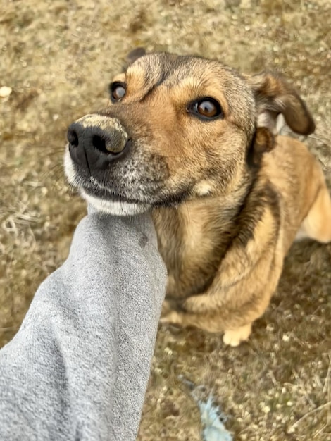 Mani ritagliate della persona che tocca il cane seduto sul sentiero Vista in prima persona verticale