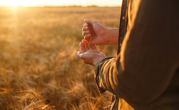 Mani stupefacenti di un primo piano dell'agricoltore che tiene una manciata di chicchi di grano in un campo di grano