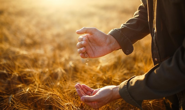 Mani stupefacenti di un primo piano dell'agricoltore che tiene una manciata di chicchi di grano in un campo di grano