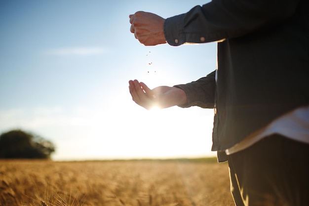 Mani stupefacenti di un primo piano dell'agricoltore che tiene una manciata di chicchi di grano in un campo di grano