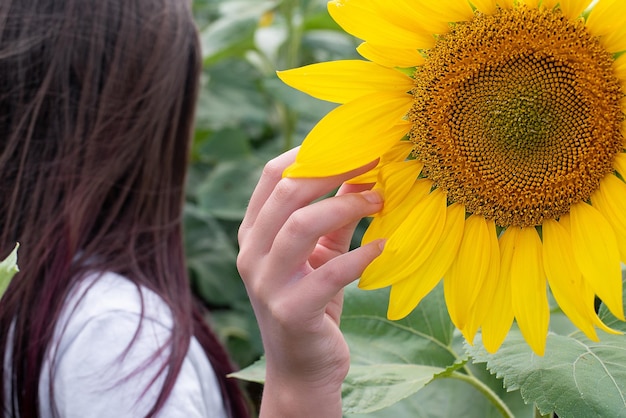 Mani sullo sfondo del fiore di girasole maturo giallo e dei suoi semi sul campo