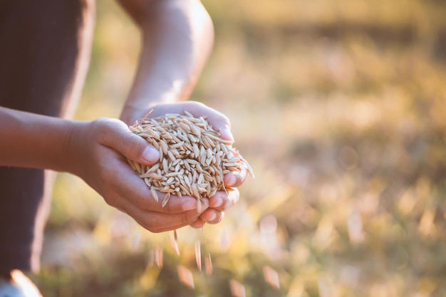 Mani tagliate che tengono il raccolto di grano sul campo
